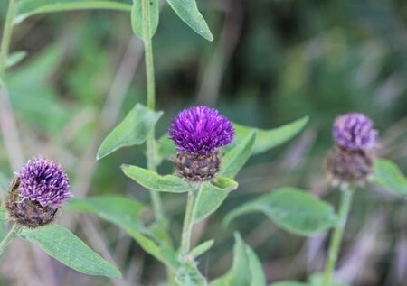 close up of Centaurea nigra, known by the common names lesser knapweed, common knapweed and black knapweedの写真素材