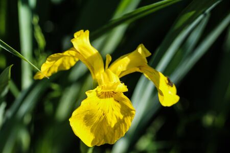 Close up of yellow flag, yellow iris or water flag (Iris pseudacorus) flower blooming in spring