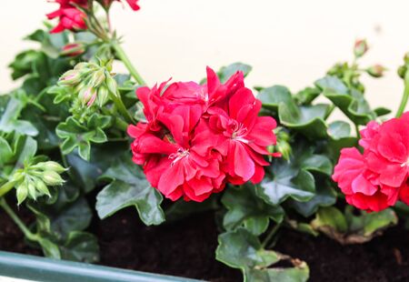 close up of Red Geraniums (Pelargonium x hortorum) in garden blooming