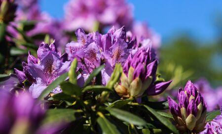 Close up of Catawba rosebay (Rhododendron catawbiense) flower bloomingの写真素材