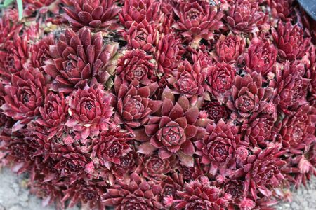 close up of common houseleek or Hen and Chicks (Sempervivum Red Ace)の写真素材
