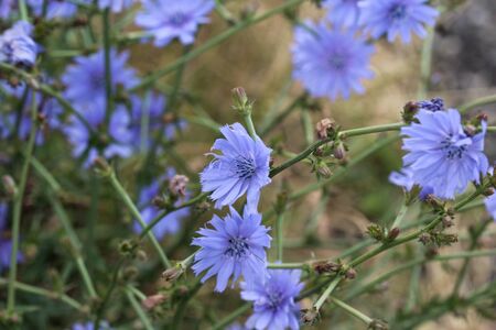 close up of Common chicory flower, (Cichorium intybus) blooming in the summer season