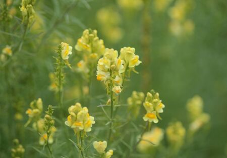 close up of Linaria vulgaris, names are common toadflax, yellow toadflax, or butter-and-eggs, blooming in the summerの写真素材