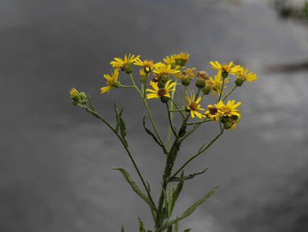 Close up of Jacobaea erucifolia or hoary ragwort flower (Senecio erucifolius) blooming in springの写真素材