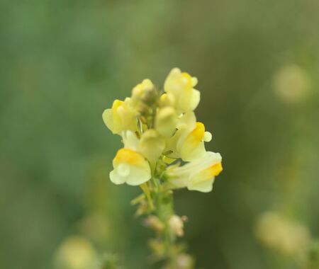 close up of Linaria vulgaris, names are common toadflax, yellow toadflax, or butter-and-eggs, blooming in the summerの写真素材