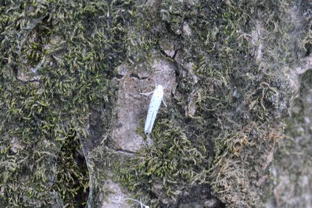 close up of bird-cherry ermine (Yponomeuta evonymella)