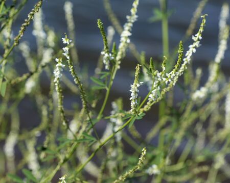 close up of Melilotus albus, also known as honey clover, Bokhara clover (Australia), sweet clover, or white melilot, blooming in summer seasonの写真素材