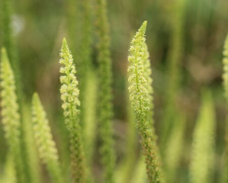 close up of Reseda luteola, known as dyer's rocket, dyer's weed, weld, woold, and yellow weedの写真素材