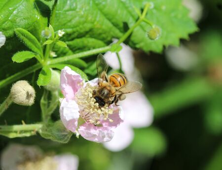 Close up macro of Bombus pascuorum bumblebee, the common carder bee, collecting nectar from a flowerの写真素材