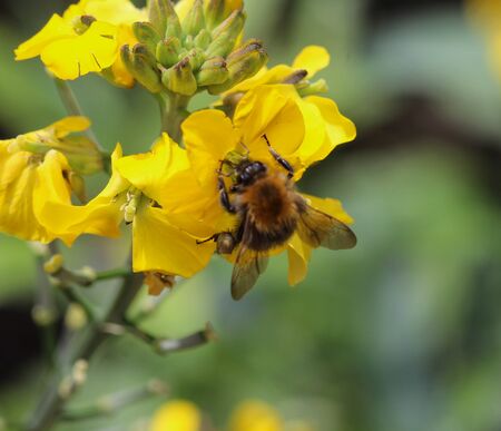 Close up macro of Bombus pascuorum bumblebee, the common carder bee, collecting nectar from a flowerの写真素材