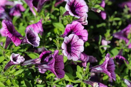 close up of Garden petunia hybrid (Petunia Ã atkinsiana) in garden, blooming in springの写真素材
