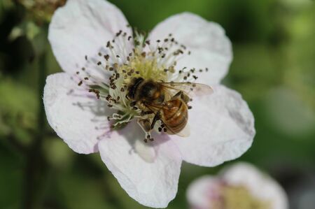 closeup of western honey beeの写真素材