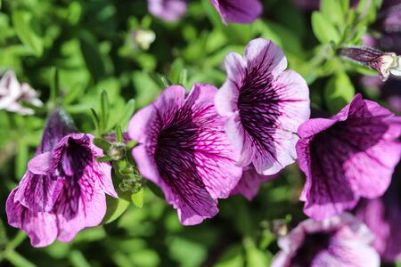 close up of Garden petunia hybrid (Petunia Ã atkinsiana) in garden, blooming in springの写真素材