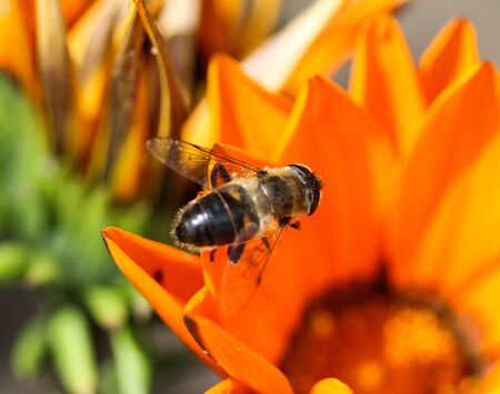close up of Eristalis tenax or drone fly, a European hoverfly, sitting on flowerの写真素材