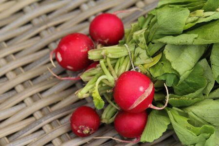 close up of Bush of radish on wooden table backgroundの写真素材