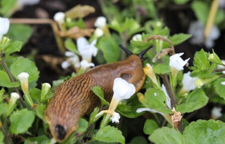 close up Spanish slug (Arion vulgaris) in the gardenの写真素材