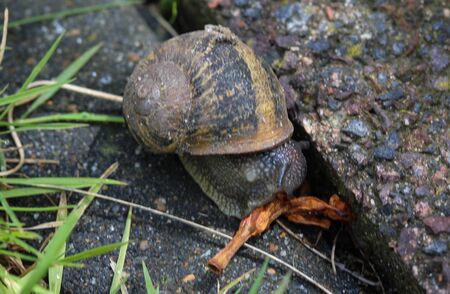 close up of garden snailの写真素材