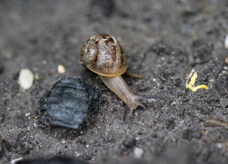 close up of grove snailの写真素材