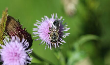 closeup of western honey bee