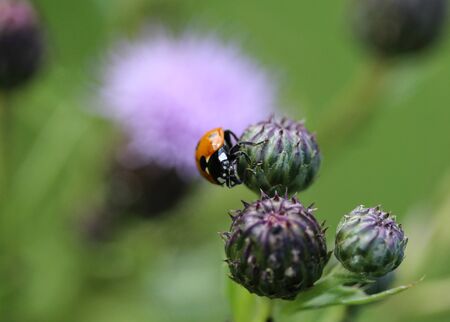 close up of seven-spot ladybird on leafの写真素材