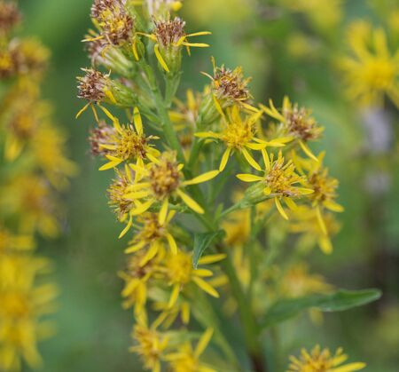 ソリダコ の写真素材 イメージマート