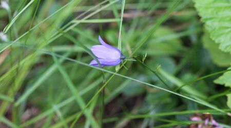 close up of Campanula rotundifolia, known as the harebell, bluebell, blawort, hair-bell and lady's thimbleの写真素材