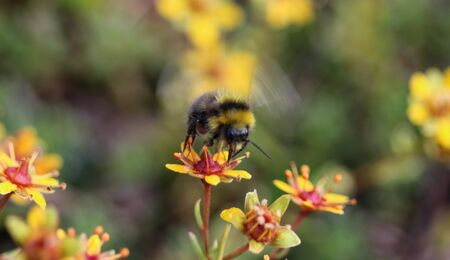 close up of Bombus cryptarum, also know as the cryptic bumblebee
