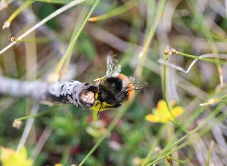 Close up of Bombus monticola, the bilberry bumblebee, blaeberry bumblebee or mountain bumblebee