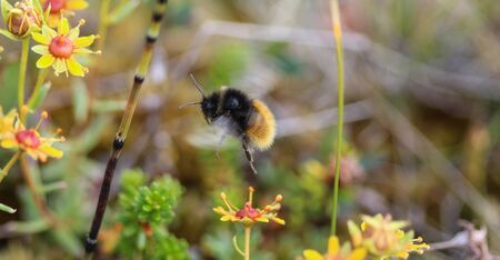 close up of Bombus ruderarius, commonly known as the red shanked carder beeの写真素材