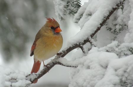 A Female Northern Cardinal (Cardinalis) perched on a snow covered Evergreen during a snow storm in winter.の写真素材