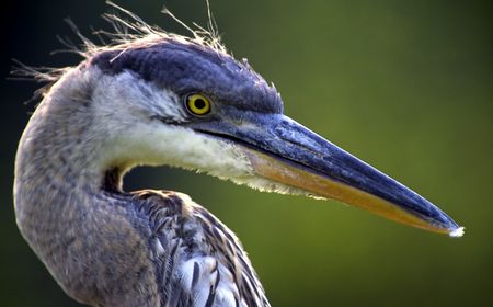 Up close and personal with a Great Blue Heron (Ardea herodias). Back lighting.の写真素材