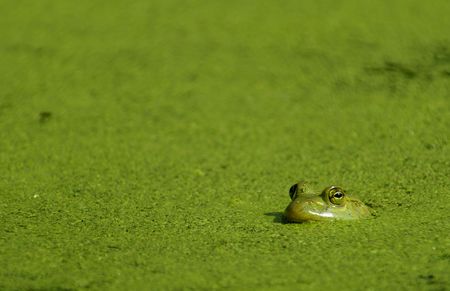A Bullfrog in a pond covered with algae.の写真素材