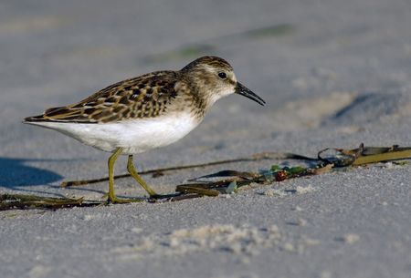 Least Sandpiper foraging on the beach.の写真素材