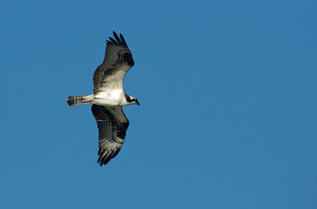 Osprey in flight with wings expanded.の写真素材