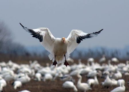 A single Snow Goose landing among a flock of geese.の写真素材