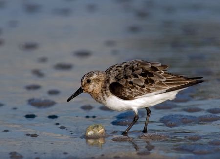 Semipalmated Sandpiper catching a Sand Crab.の写真素材