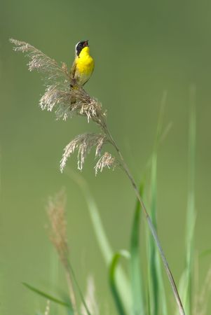 Common Yellowthroat (Geothlypis trichas) singing while perched in the marsh.の写真素材