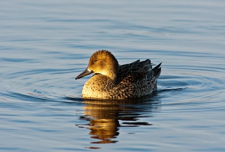 Northern Pintail (Anas acuta) Hen on blue water.の写真素材