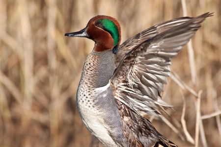 Green Winged Teal (Anas crecca) stretching his wings.の写真素材