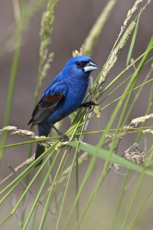 Perching Blue Grosbeak in habitat.の写真素材