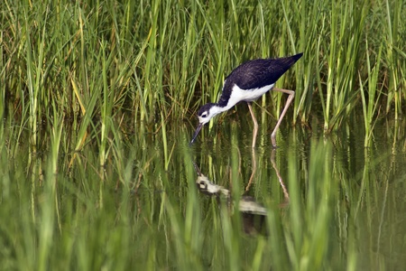 Black-Necked Stilt (Himantopus mexicanus) foraging in habitat of lush green vegetation.の写真素材