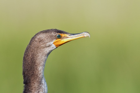 Close-up head shot of a Double Crested Cormorant (Phalacrocorax auritus)の写真素材