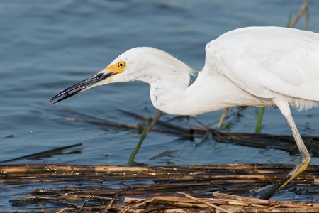 Snowy Egret with small fish just caught.の写真素材