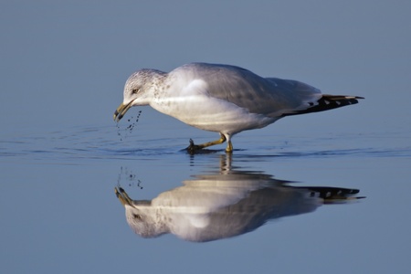 Ring-billed Gull (Delawarensis larus) foraging in blue water.の写真素材
