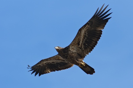 Immature Bald Eagle in Flight against a blue sky background.の写真素材