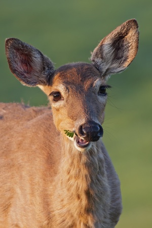 White-tailed Deer chewing on a piece of vegetation.の写真素材