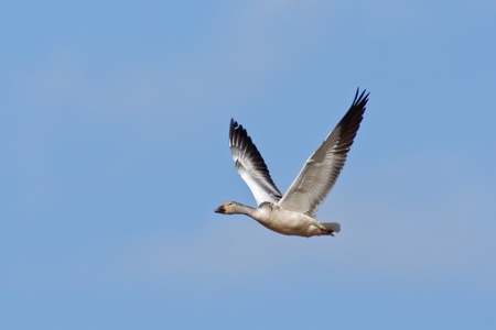 Snow Goose flying against a blue sky background.の写真素材