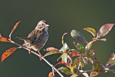 American Tree Sparrow perched on a colorful branch.の写真素材