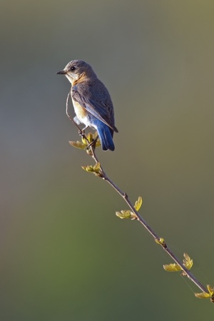 Portrait of a female Eastern Bluebird  Sialia sialis の写真素材