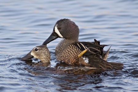 A pair of Blue-winged Teals  Anas discors  copulating の写真素材